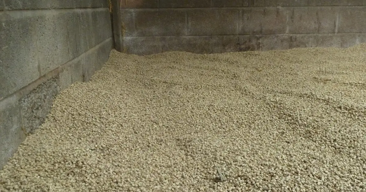 straw bedding pellets - Are straw pellets more absorbent than wood pellets