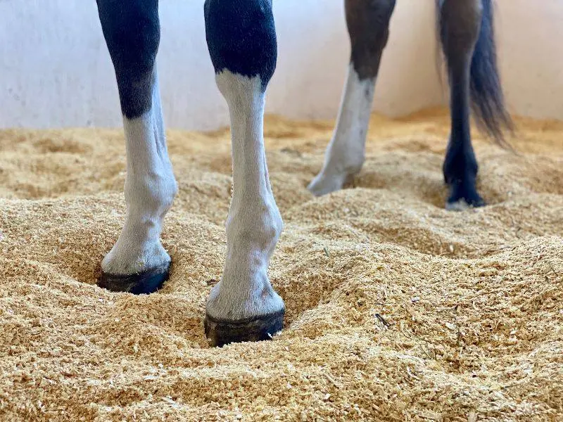 horse bedding pellets - Can you use horse bedding pellets as cat litter