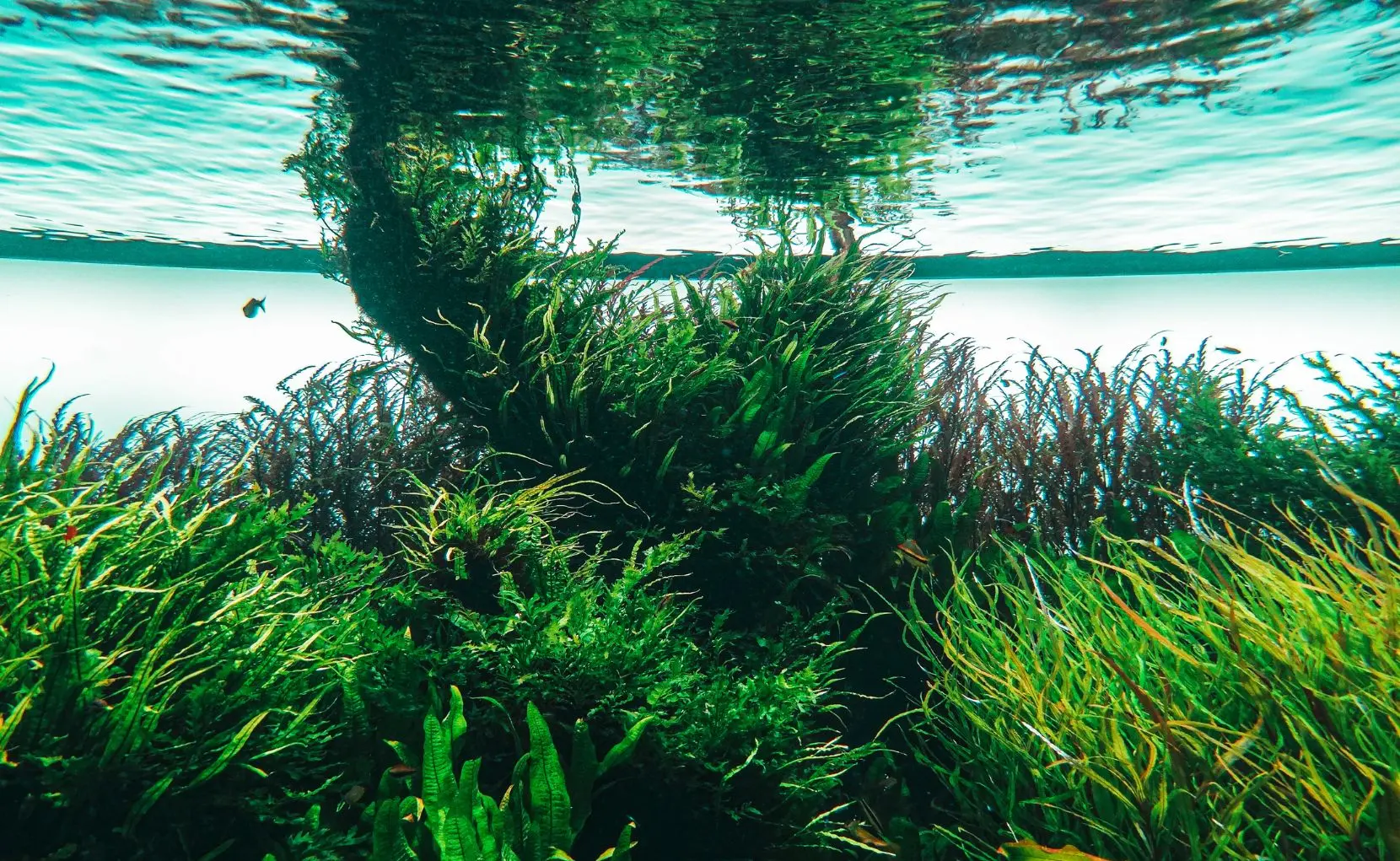 como la biomasa contribuye a contaminar el agua - Cómo afecta la biomasa a la calidad del agua