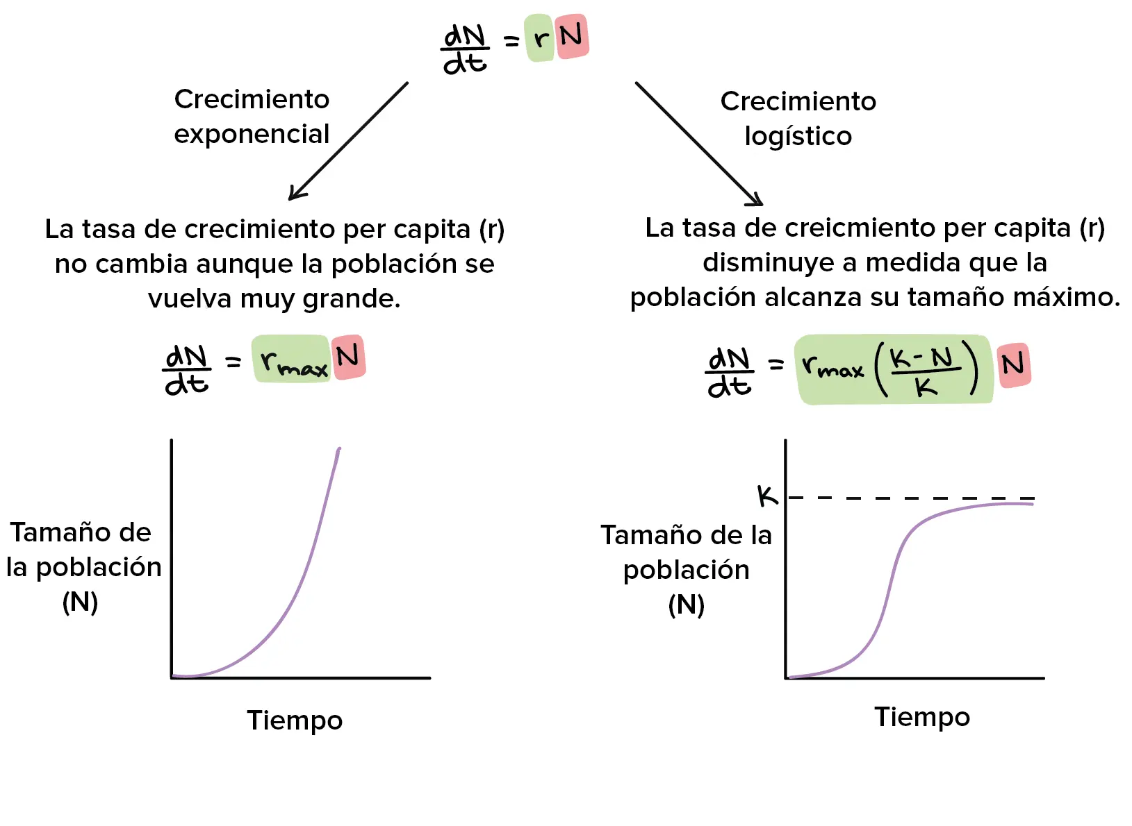 crecimiento exponencial biomasa ecuaciones - Cómo calcular el crecimiento exponencial de bacterias