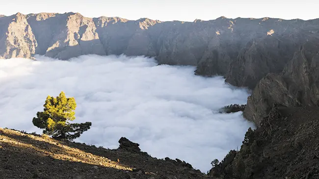 clima caldera de taburiente - Cómo es la vegetación de la Caldera de Taburiente