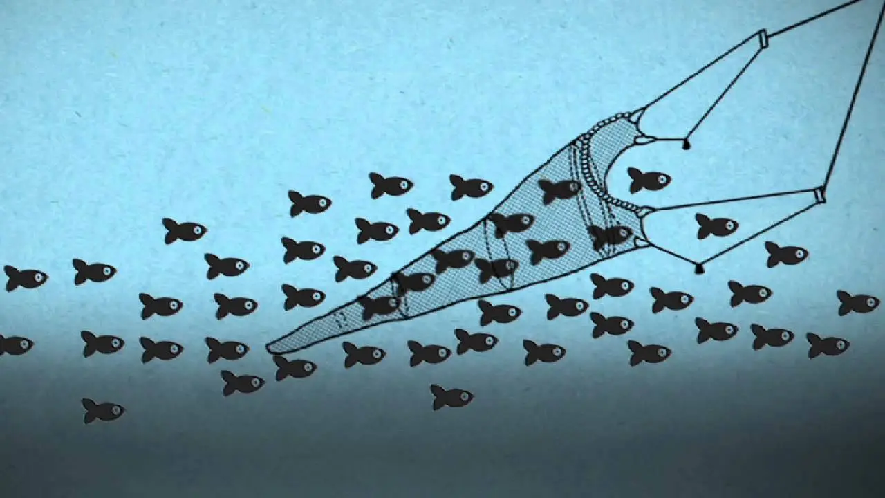 Biomasa de Peces: Un Recurso Vital y su Gestión Sostenible - Cómo se calcula la biomasa de los peces biomasa de peces - Cómo se calcula la biomasa de los peces
