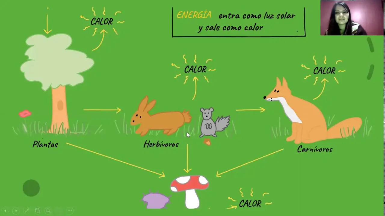 biomasa bruta y neta - Cómo se calcula la producción neta