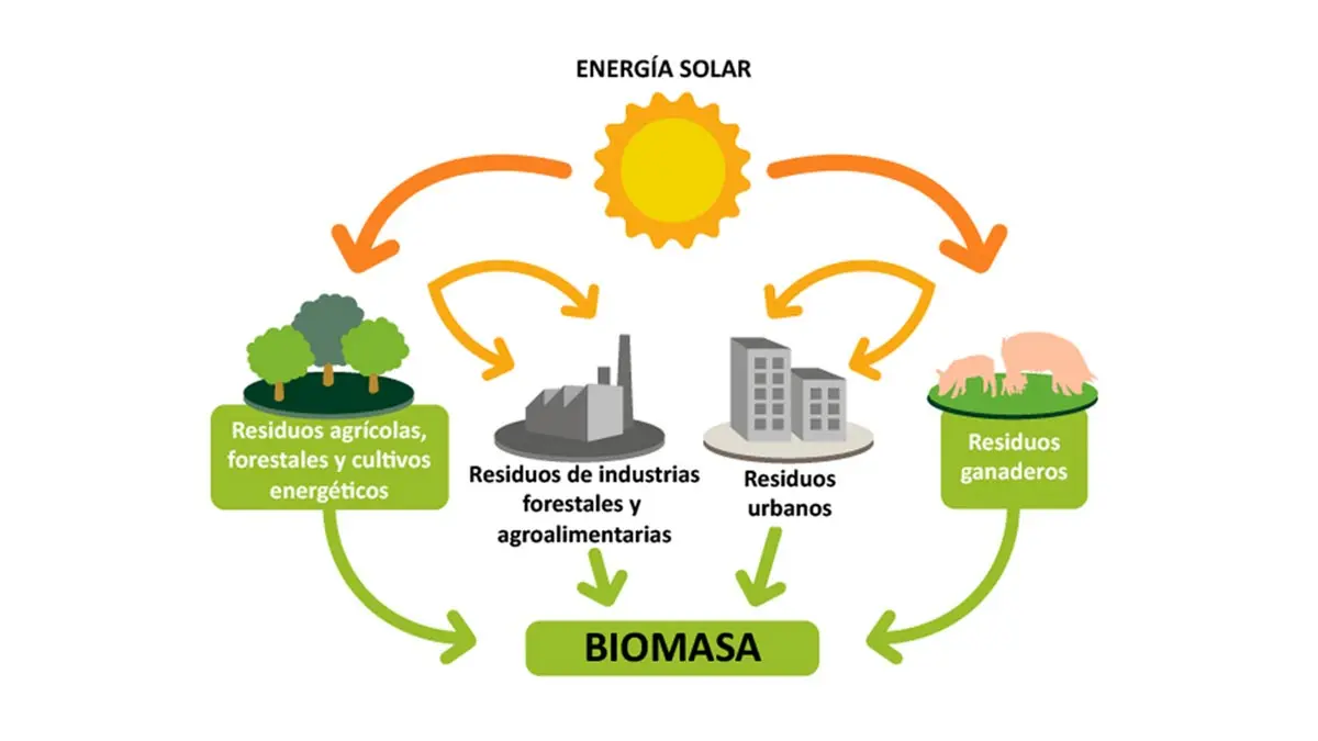 conservación de la energia dela biomasa se cumple - Cómo se conserva la energía de la biomasa