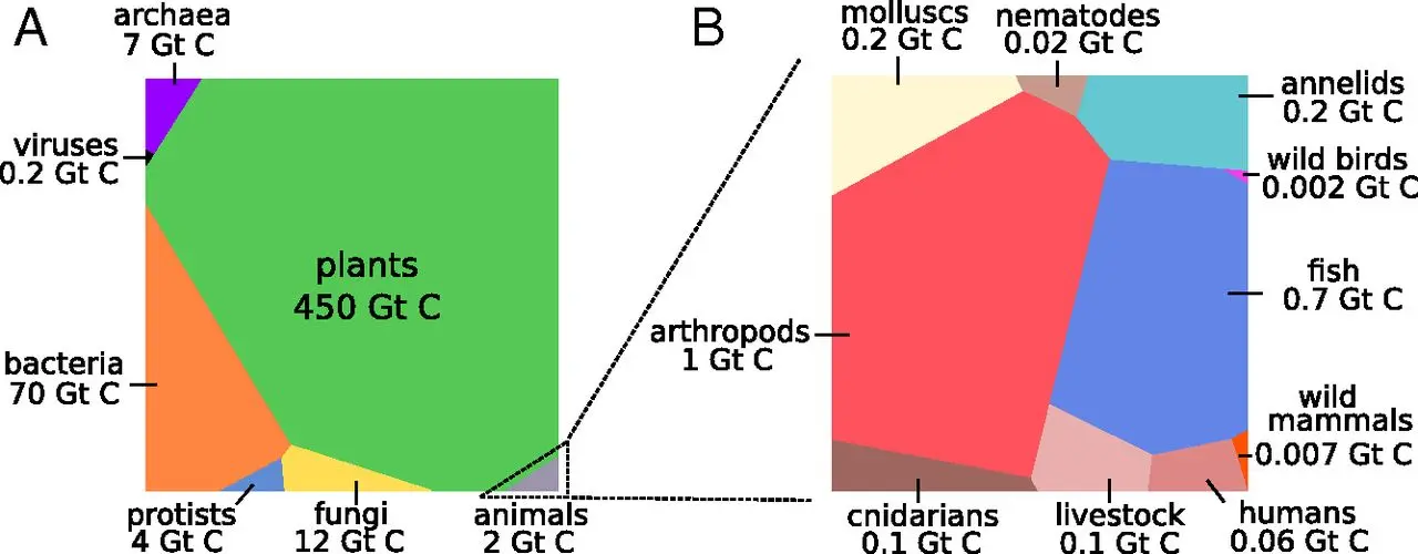 porcentaje de biomasa en el mundo - Cómo se distribuye la biomasa de la Tierra