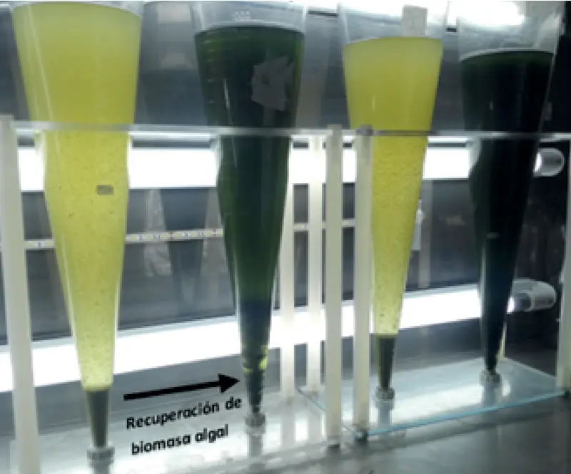 obtencion de aceites a partir de biomasa - Cómo se extrae el aceite de las algas