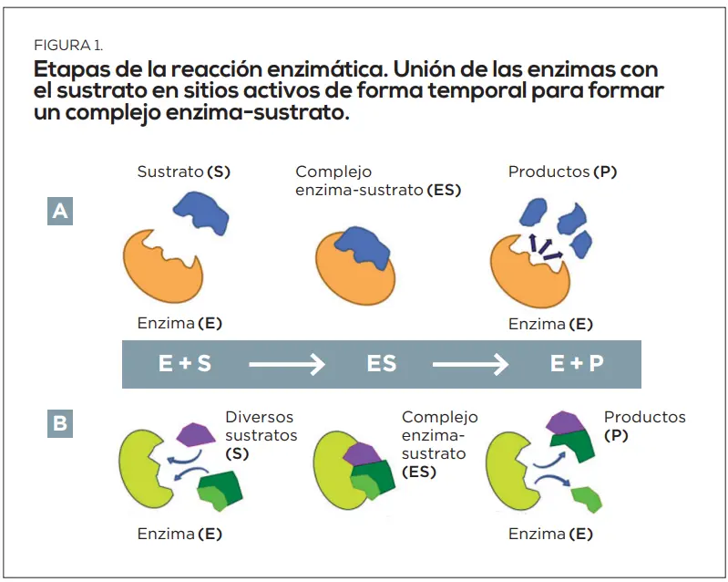 la siguiente reacción materia orgánica agua nutriente à biomasa - Cómo se forma la materia orgánica