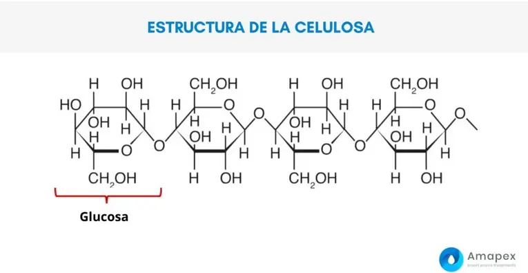 como extraer la celulosa de la biomasa - Cómo se hace la celulosa