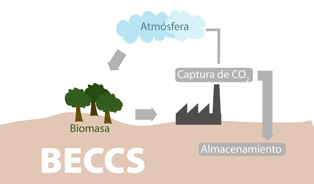 captura de carbono por volumen de biomasa - Cómo se mide la captura de carbono