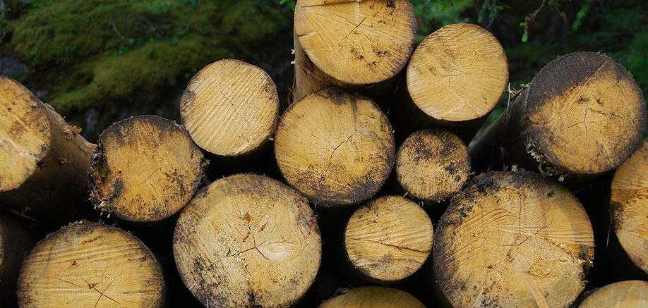 El Calor Específico del Serrín, Madera y Biomasa: Un Factor Clave en la Combustión - Cómo se obtiene el aserrín calor especifico del serrin madera y biomasa - Cómo se obtiene el aserrín