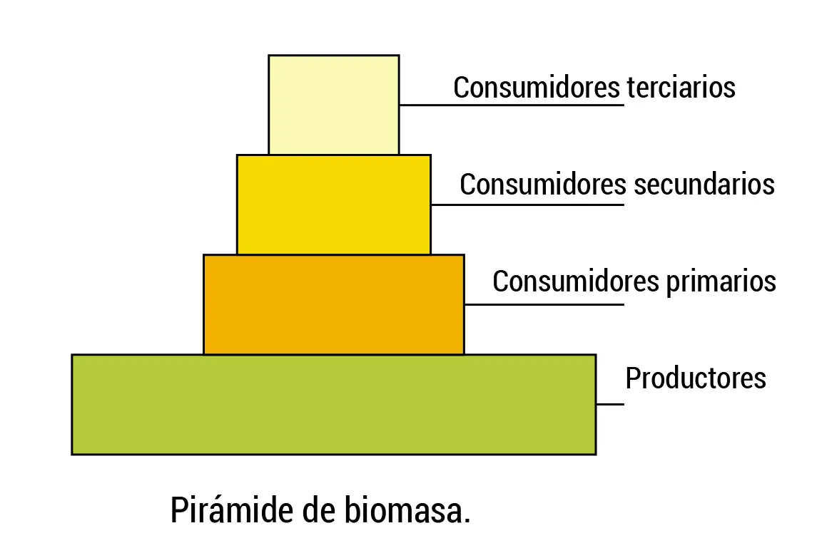 piramides de biomasa - Cómo se produce una pirámide de biomasa invertida