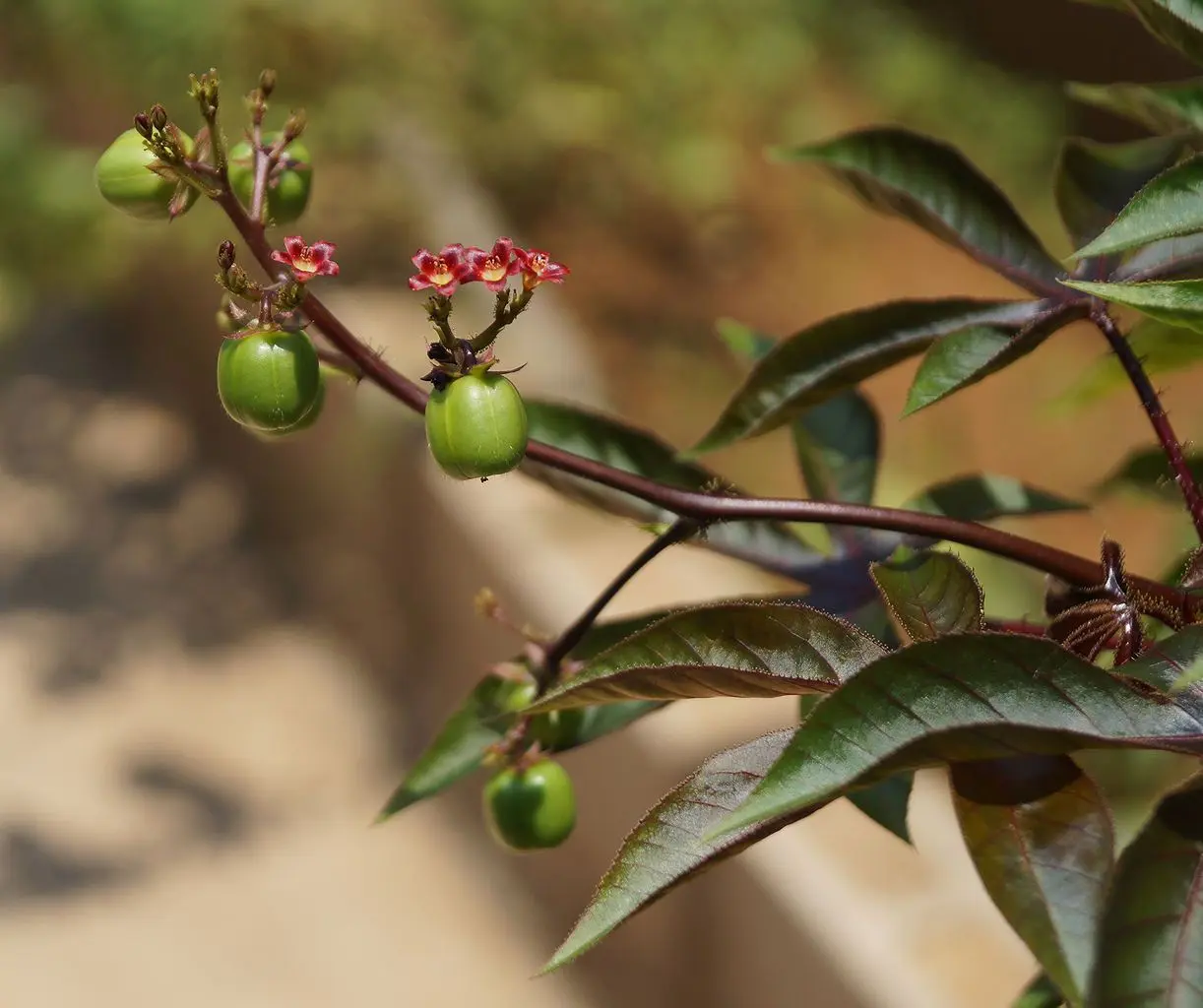 jatropha biomasa - Cómo se siembra jatropha