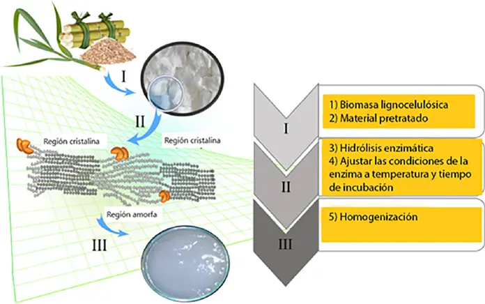 como extraer la celulosa de la biomasa - Cómo separar la lignina de la celulosa