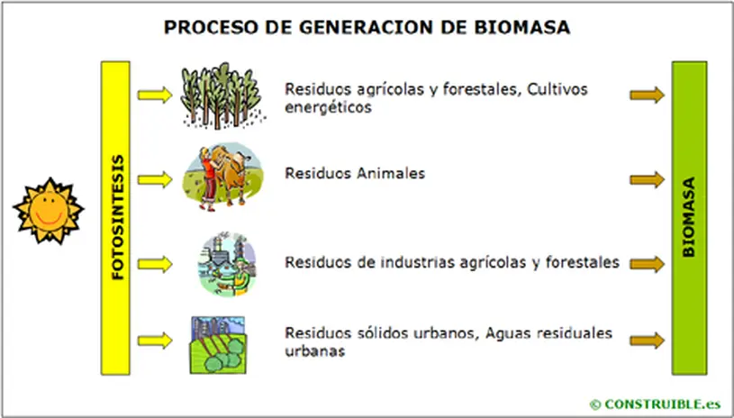 bioma y biomasa - Cómo son los biomas