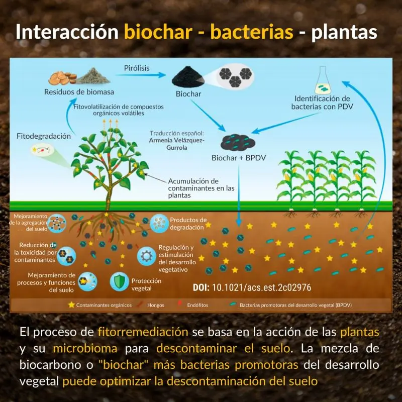 la siguiente reacción materia orgánica agua nutriente à biomasa - Cuál es el proceso biológico del agua