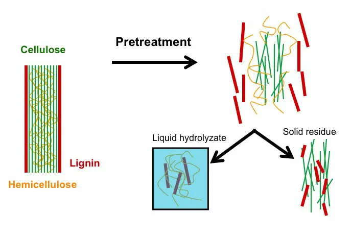 estructura biomasa lignocelulósica - Cuál es el significado de biomasa lignocelulósica