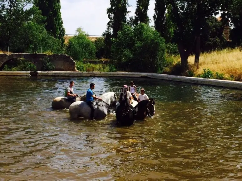 pellet hipico - Cuál es la mejor cama para los caballos