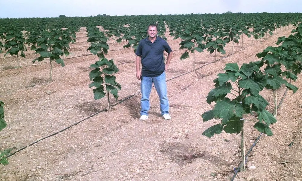 arboles crecimiento rapido para biomasa - Cuál es la mejor paulownia