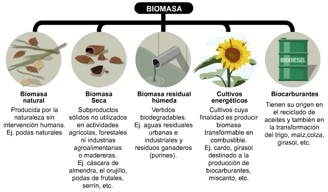 diferentes formas de biomasa - Cuáles son las diferentes fuentes de biomasa y cuál es su disponibilidad