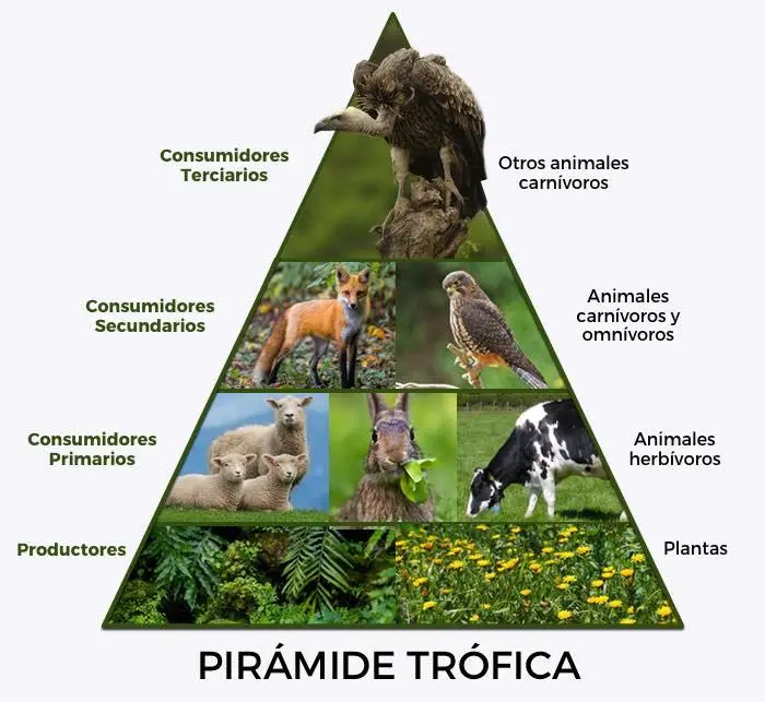 piramide ecologica de biomasa - Cuáles son los 3 tipos de piramides Troficas