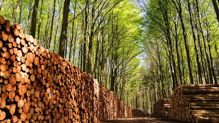 importancia de la energia biomasa - Cuáles son los beneficios sociales de la biomasa