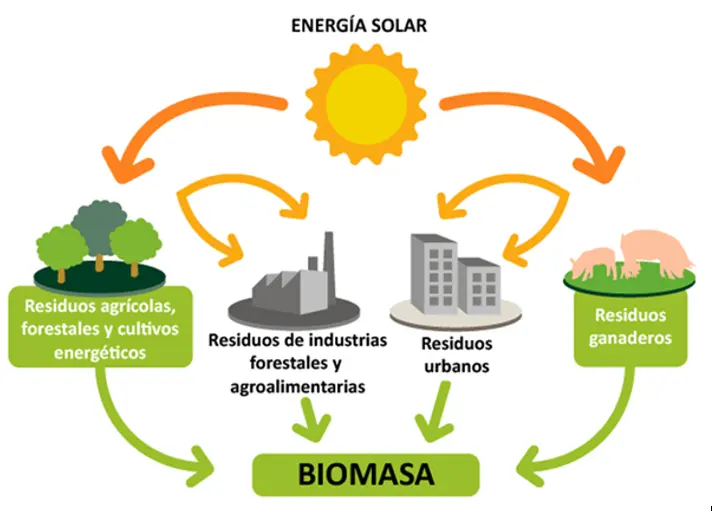 componentes de la energia biomasa - Cuáles son los componentes de la biomasa