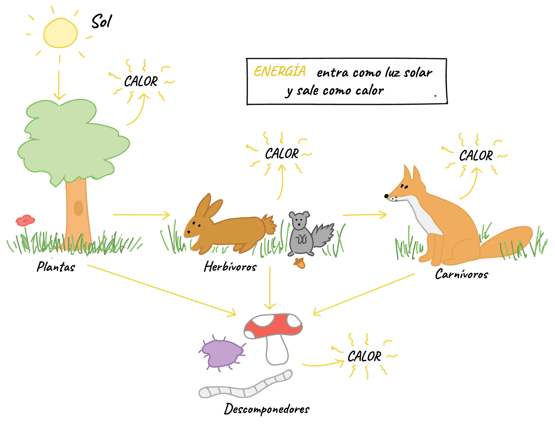 biomasa y productividad - Cuáles son los ecosistemas con muy alta productividad