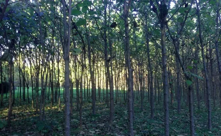 paulownia biomasa abonado con purines - Cuándo se corta la Paulownia