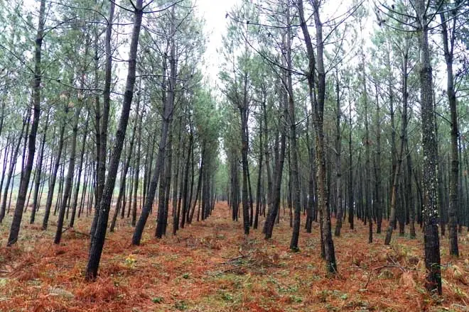 turno pinos biomasa - Cuándo se podan los pinos en Galicia