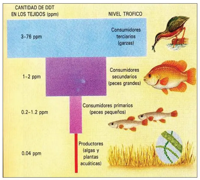 piramide biomasa invertida - Cuándo se produce una pirámide de biomasa invertida