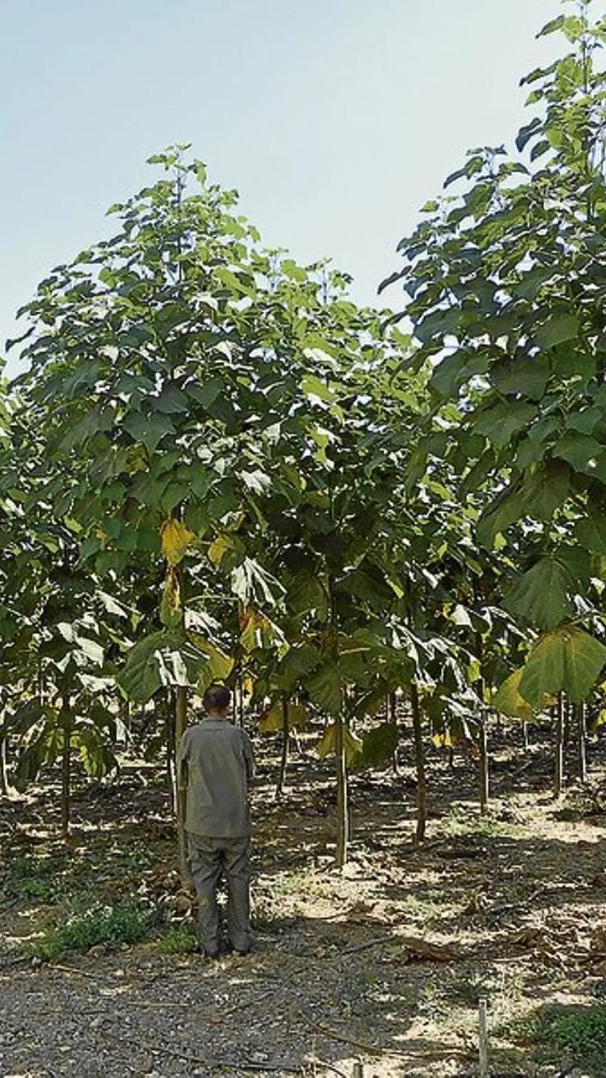 arboles crecimiento rapido para biomasa - Cuánto crece una paulownia al año