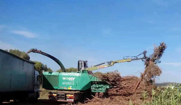 biomasa forestal precio - Cuánto cuesta 1 kilo de pellet