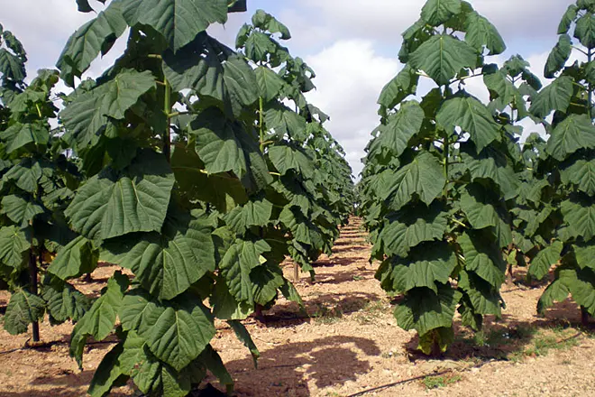 cultivo de paulownia para biomasa - Cuánto riego necesita la Paulownia