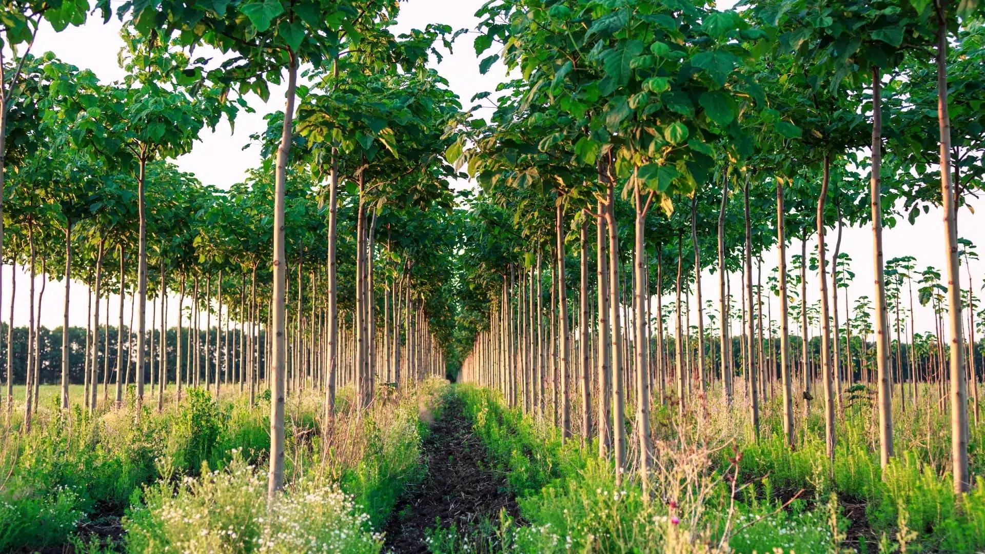 paulownia pentru biomasa - Cuánto tarda en crecer una Paulownia