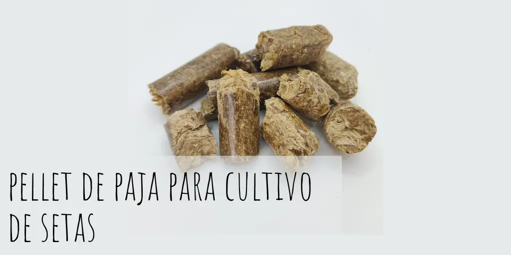 cultivo de setas en pellets - Cuánto tarda un kit de cultivo de setas