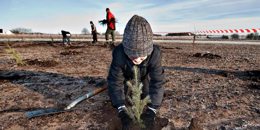 cortar pinos biomasa - Cuánto vale una hectárea de pino