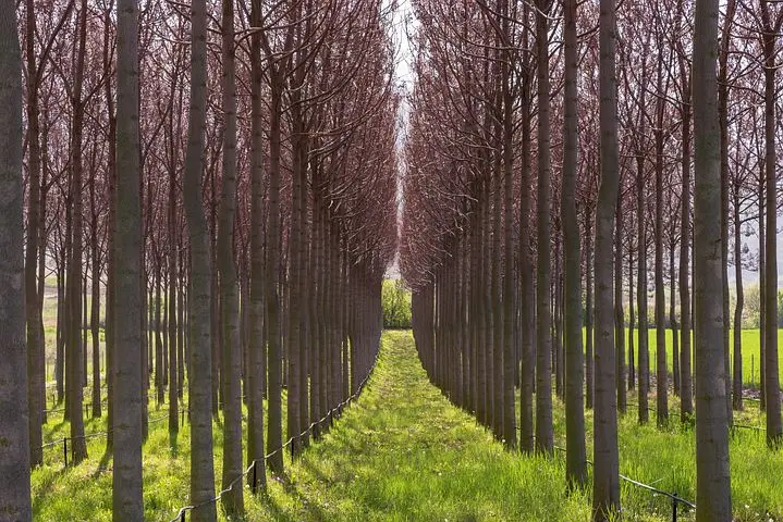 arboles biomasa paulownias - Cuántos árboles de paulownia caben en una hectárea