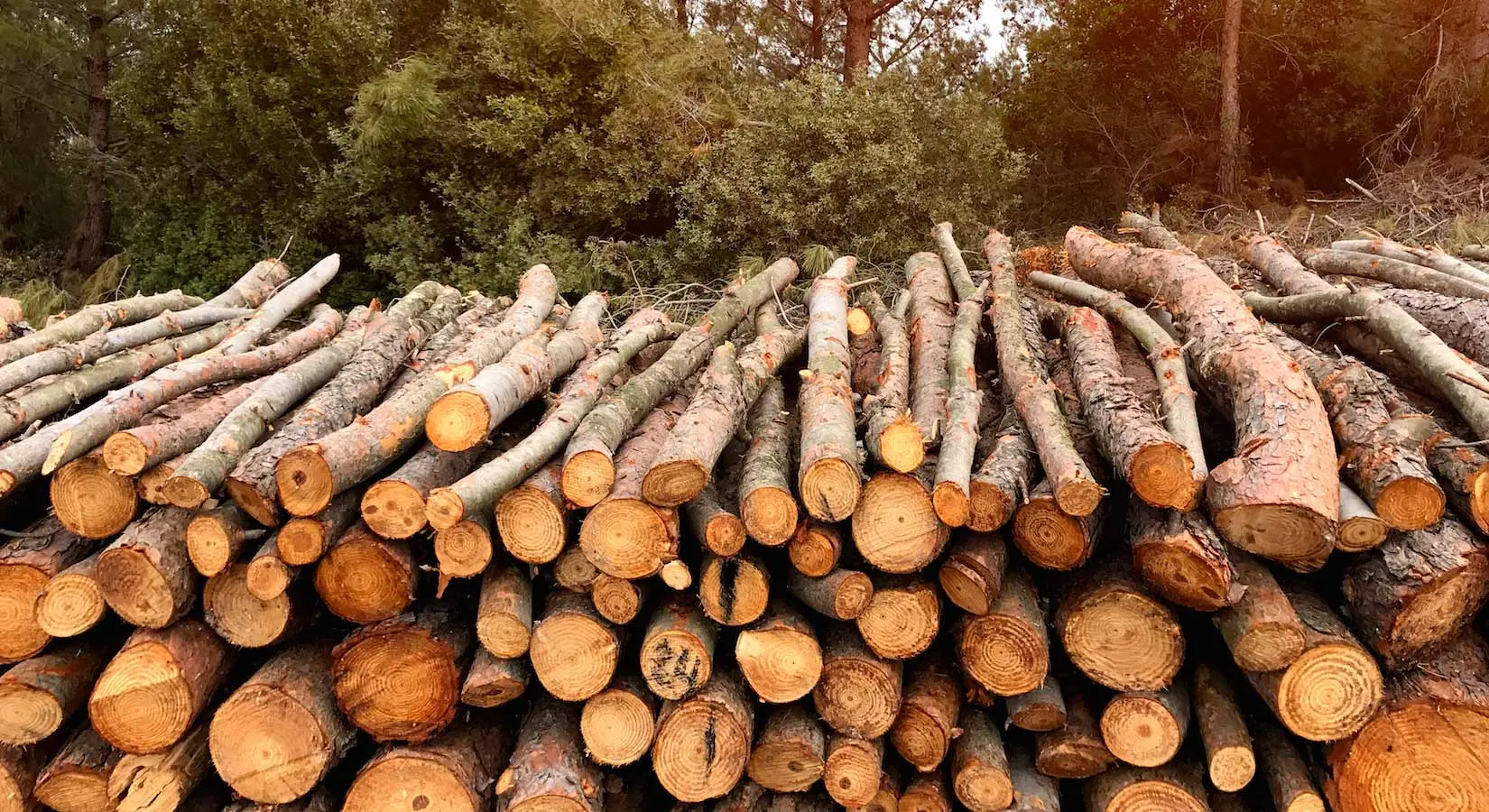 biomasa forestal en el pais vasco - Cuántos árboles hay en el País Vasco