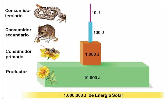 piramide de energia biomasa y numero - Cuántos niveles tiene la pirámide de energía