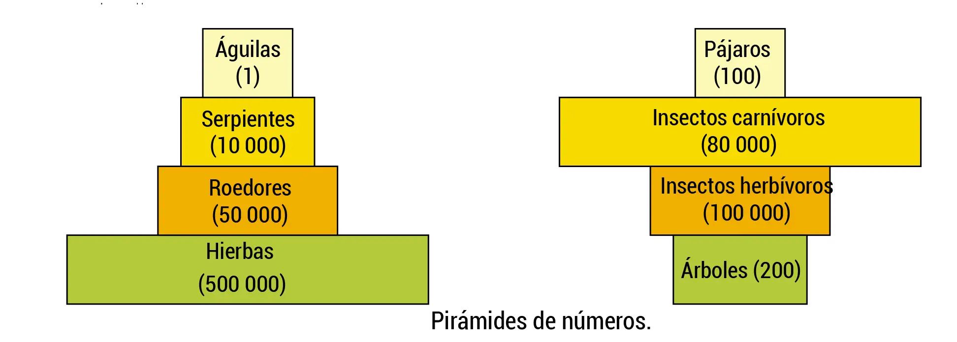 los tres tipos de piramides biomasa energia y de númers - Cuántos tipos de piramides alimenticias hay