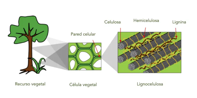 extractos en biomasa lignocelulosica - De qué está hecha la biomasa lignocelulósica