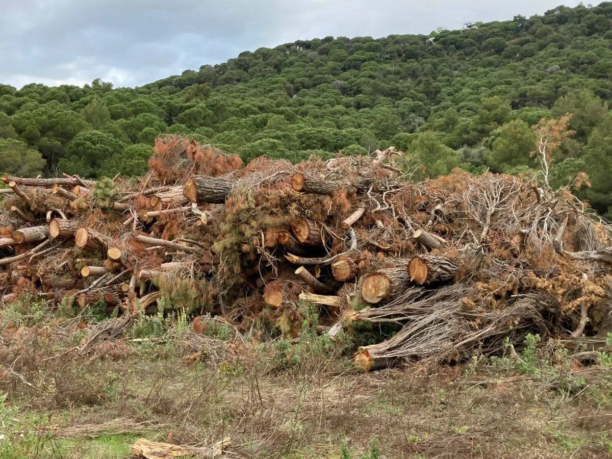 biomasa forestal españa - Dónde hay más biomasa en el bosque