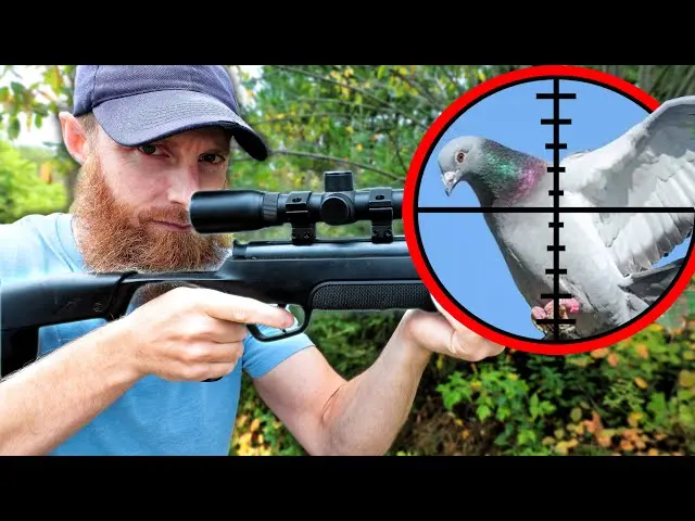 best pellet gun for pigeons - Is .22 or .177 better for pigeons