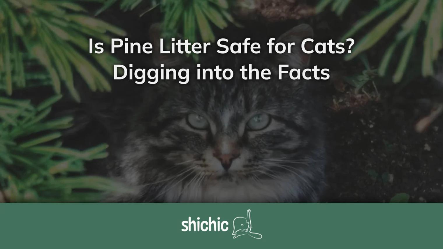 are pine pellets toxic to cats - Is pine poisonous to cats