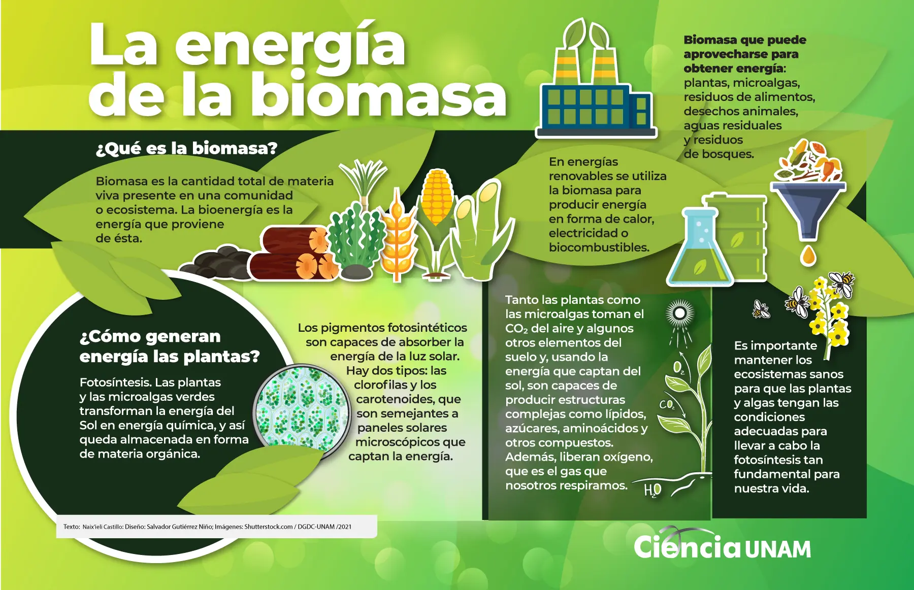 impactos biomasa biocombustibñe - Qué consecuencias trae el biocombustibles