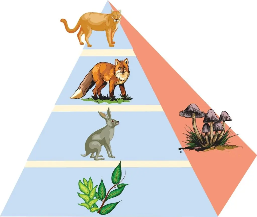 produccion secundaria y biomasa animal - Qué diferencia hay entre producción primaria y secundaria