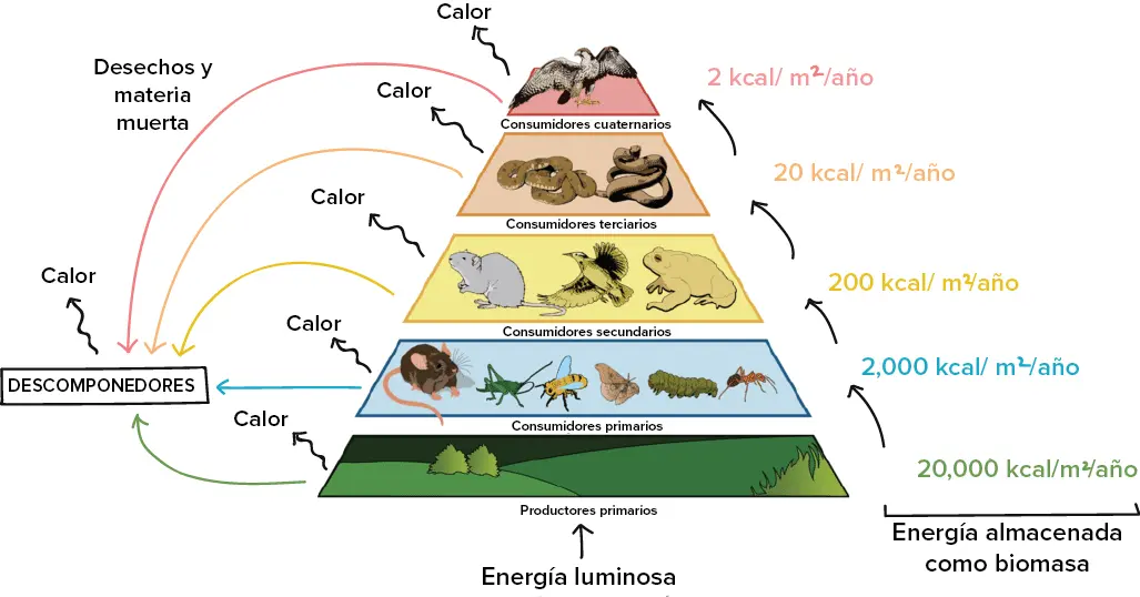 diferencias y similitudes entre cadena de energía y de biomasa - Qué diferencia hay entre una cadena y una red trófica