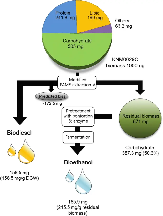 biomasa bioetanel i biodisel - Qué dos tipos de biocombustibles existen