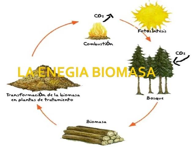 de que esta compuesta la biomasa - Qué elementos se incluyen en la biomasa