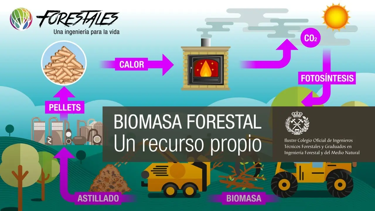 biomasa forestal - Qué es la biomasa de los árboles